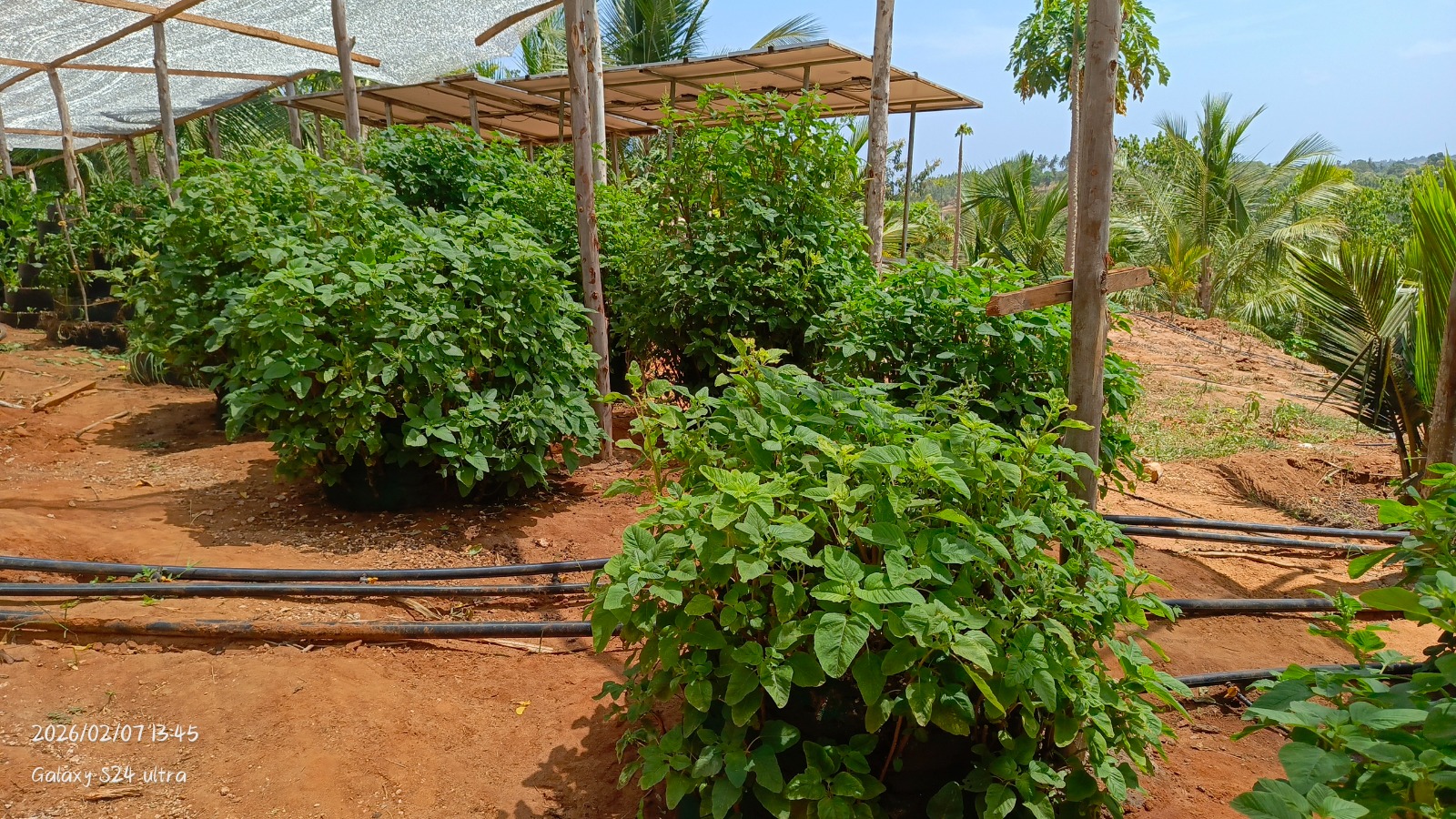 Grow bag variety